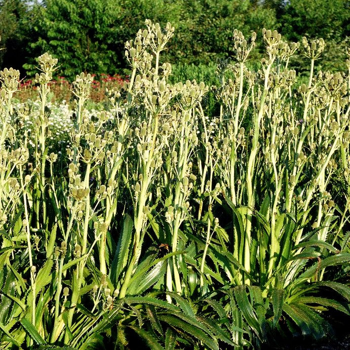 Palmlilienblättrige Edeldistel (Eryngium yuccifolium)