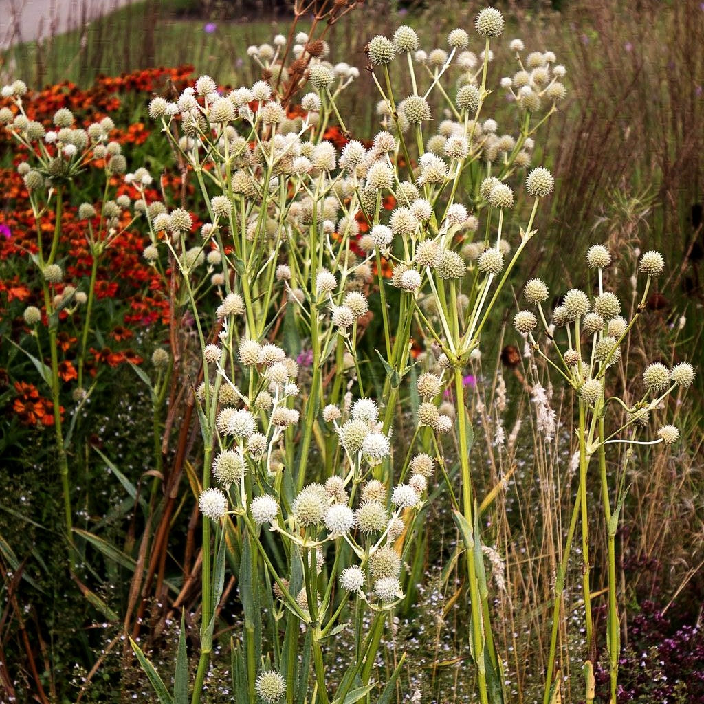 Palmlilienblättrige Edeldistel (Eryngium yuccifolium)