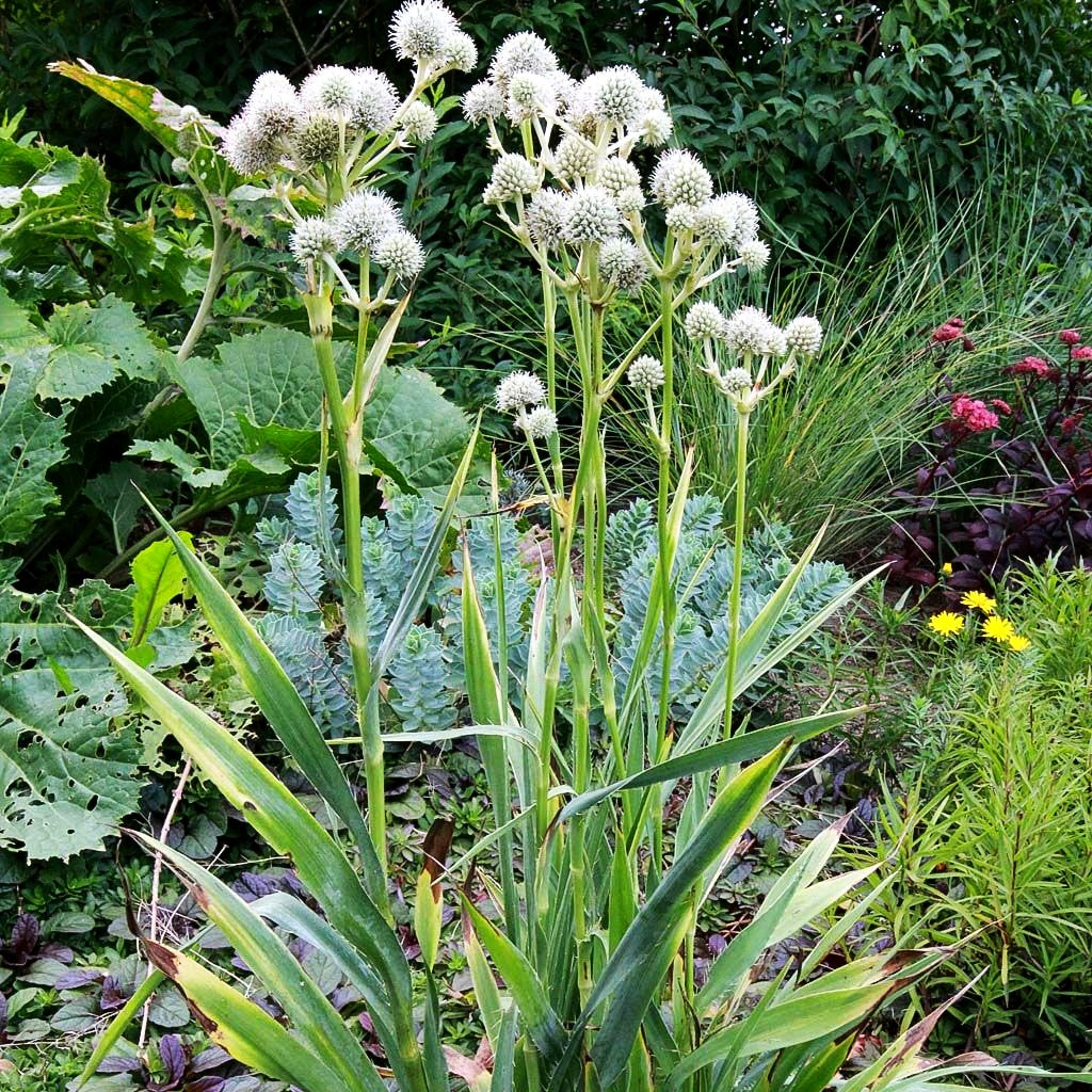 Palmlilienblättrige Edeldistel (Eryngium yuccifolium)