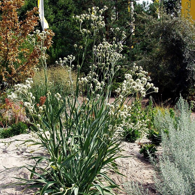 Palmlilienblättrige Edeldistel (Eryngium yuccifolium)