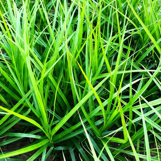 Palmwedel-Segge (Carex muskingumensis)