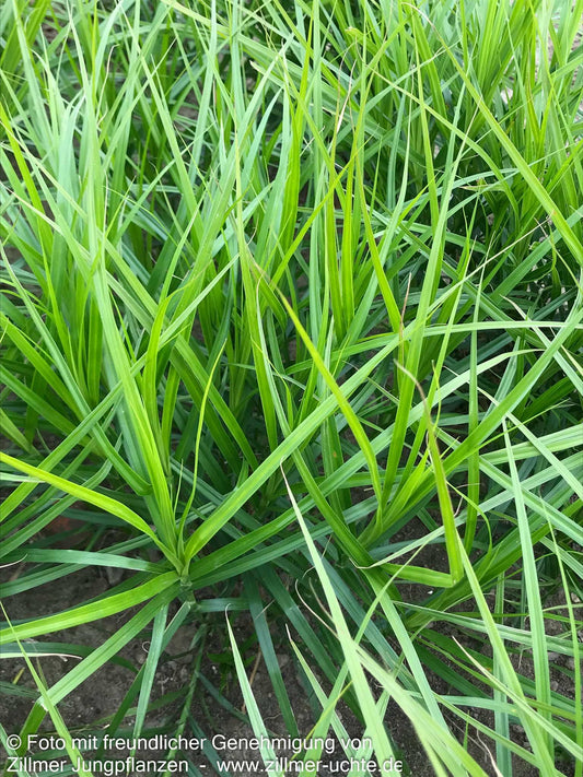 Palmwedel-Segge (Carex muskingumensis)