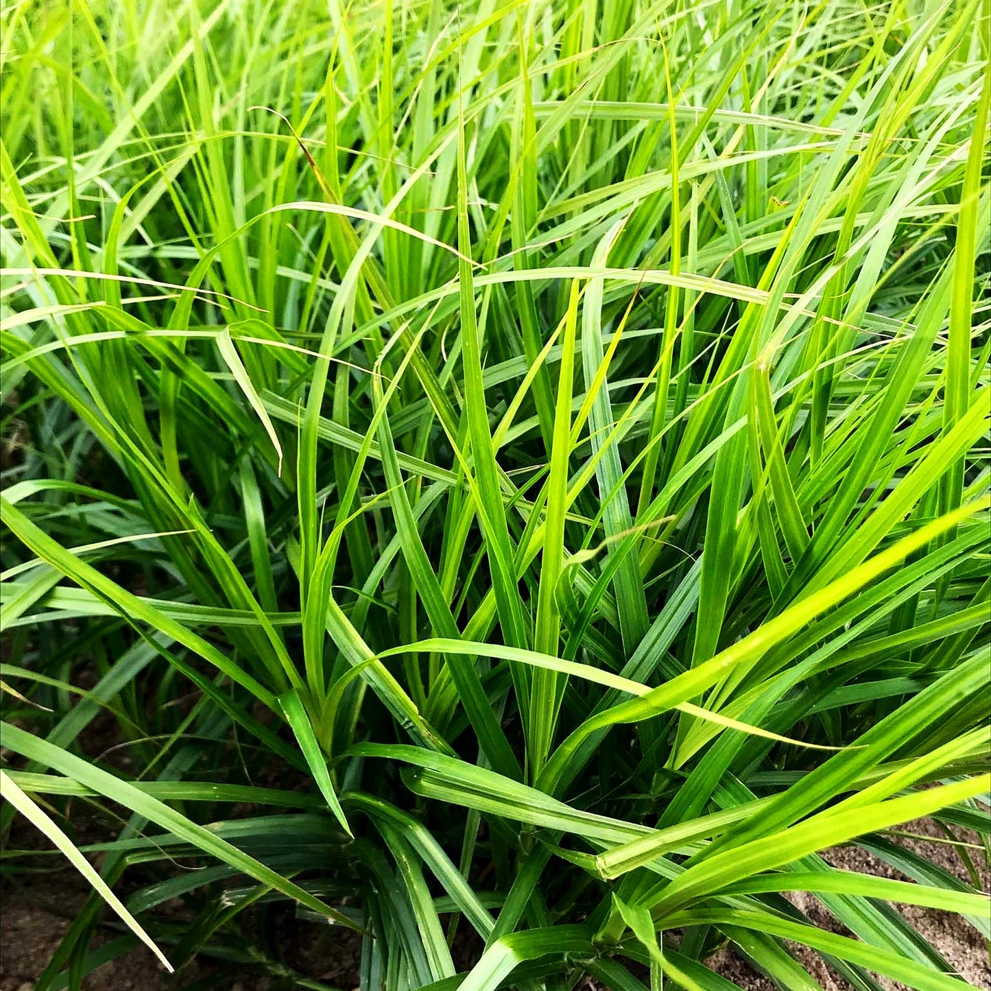 Palmwedel-Segge (Carex muskingumensis)