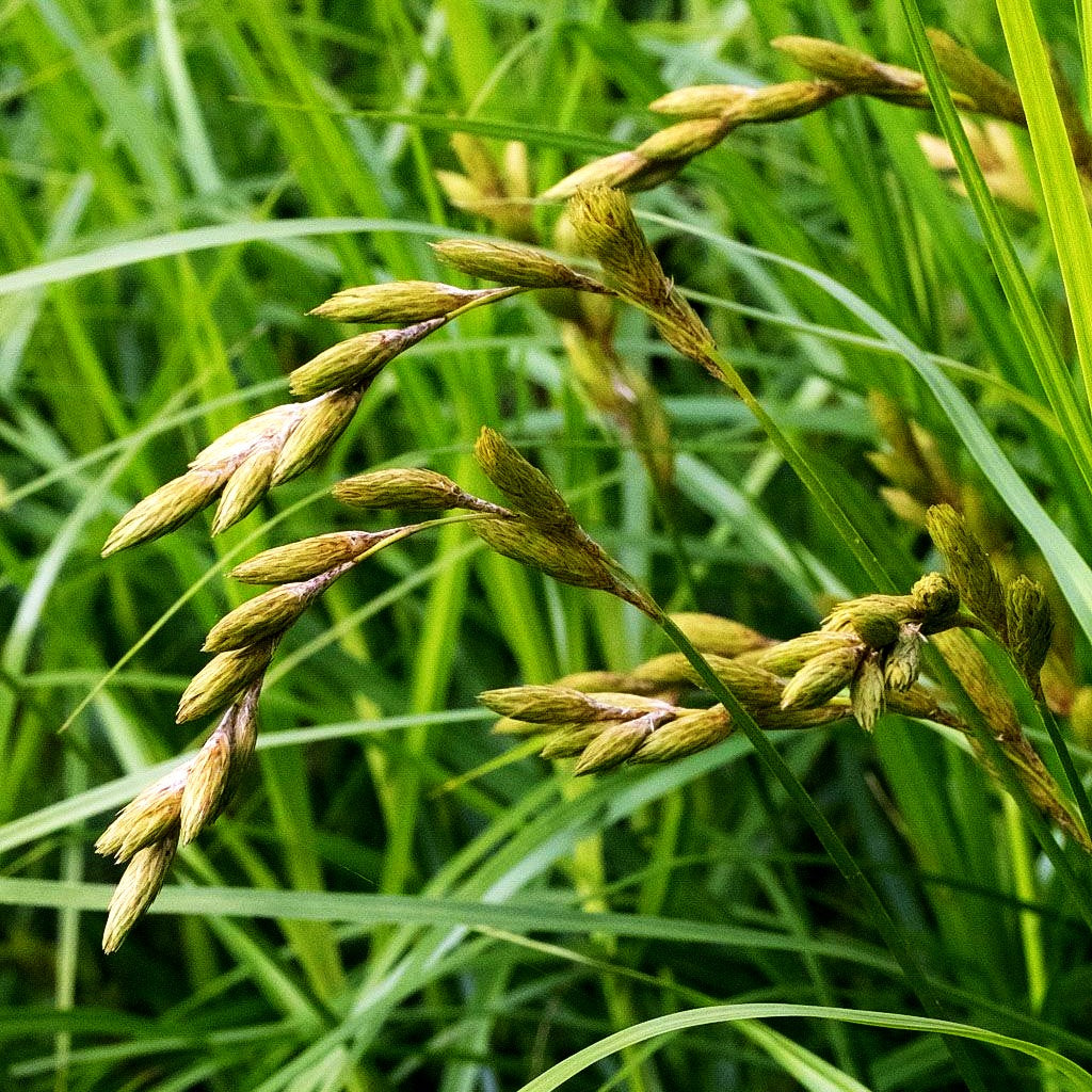 Palmwedel-Segge (Carex muskingumensis)