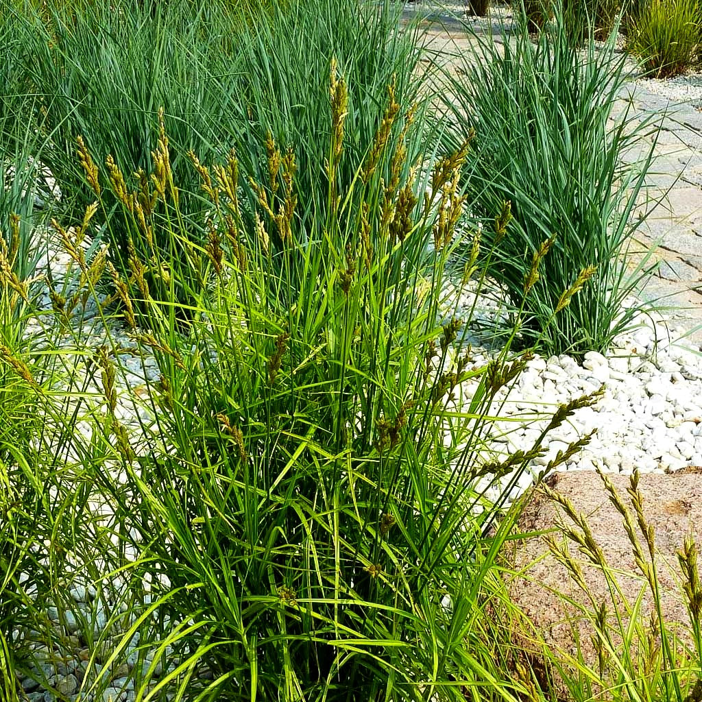 Palmwedel-Segge (Carex muskingumensis)