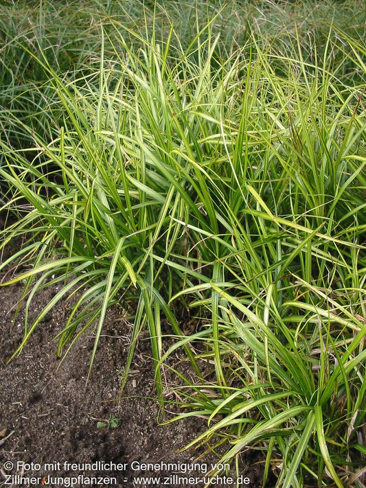Palmwedel-Segge 'Silberstreif' (Carex muskingumensis)