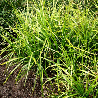 Palmwedel-Segge 'Silberstreif' (Carex muskingumensis)