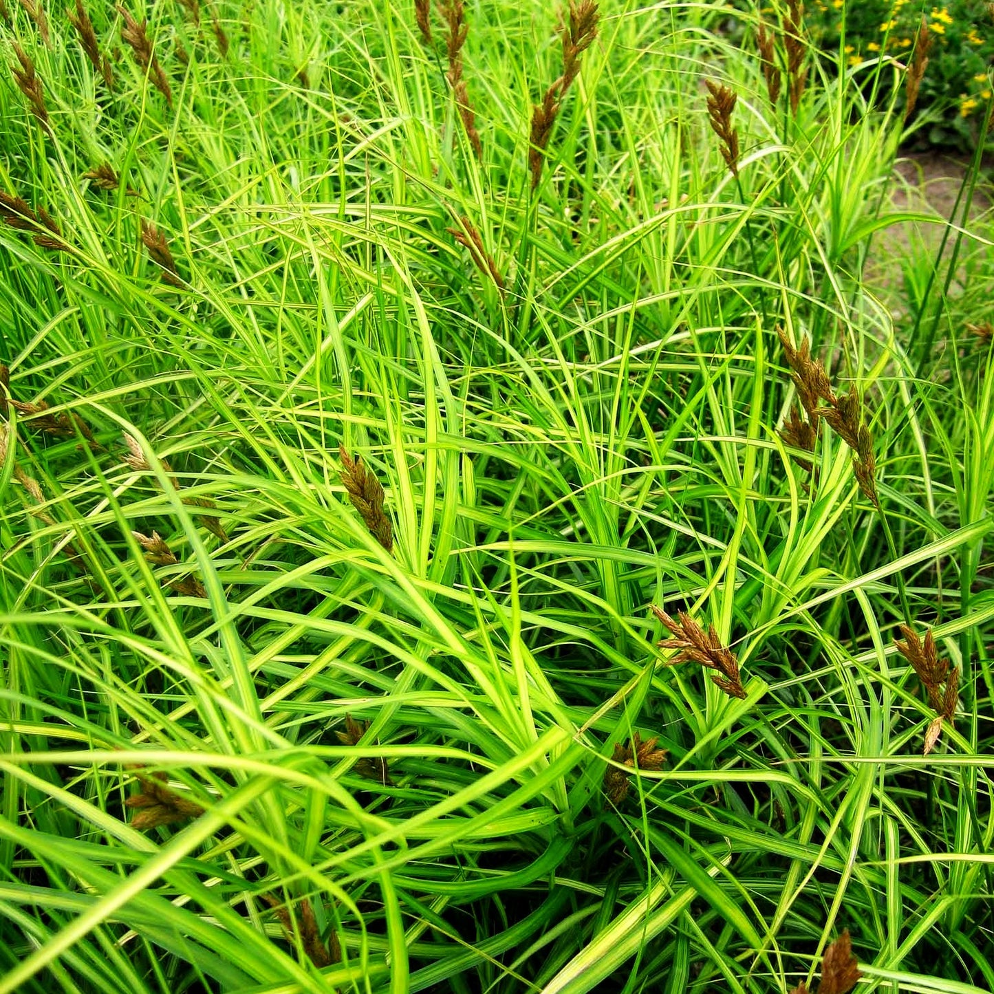 Palmwedel-Segge 'Silberstreif' (Carex muskingumensis)