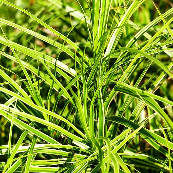 Palmwedel-Segge 'Silberstreif' (Carex muskingumensis)