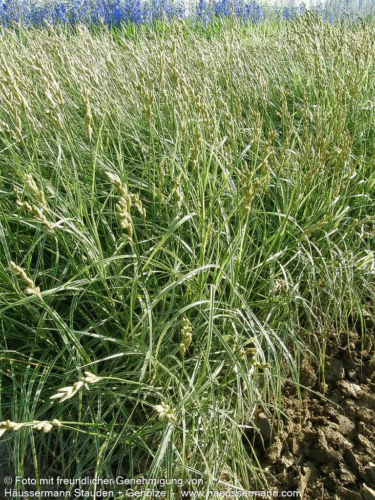 Palmwedel-Segge 'Silberstreif' (Carex muskingumensis)