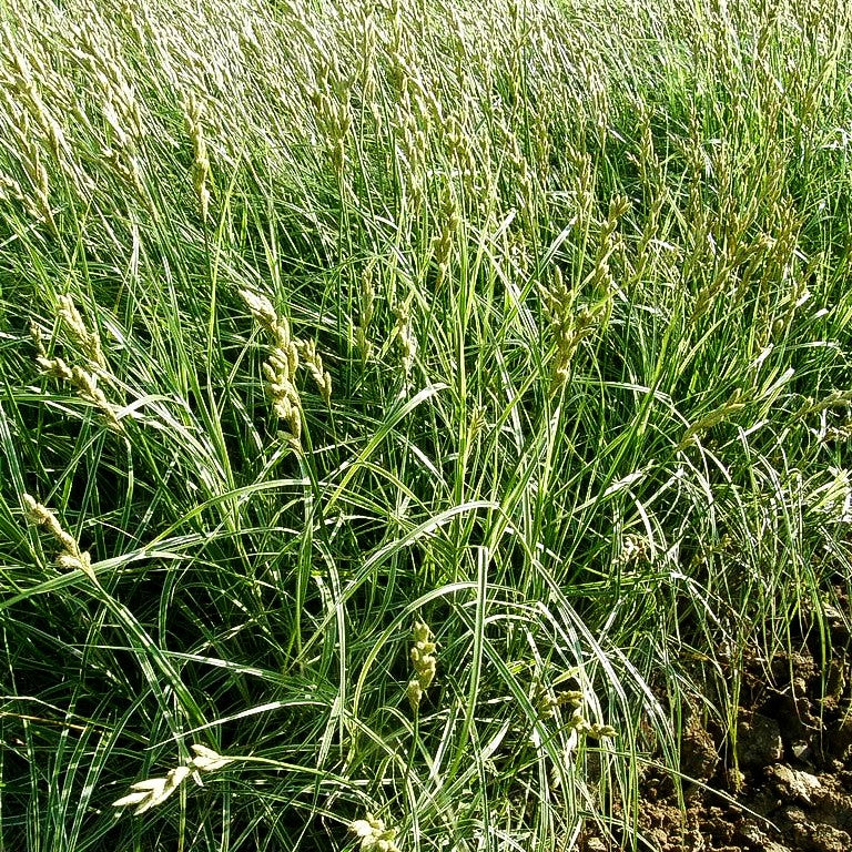 Palmwedel-Segge 'Silberstreif' (Carex muskingumensis)