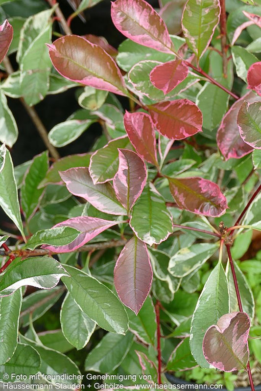 Panaschierte Glanzmispel 'Pink Marble' (Photinia fraseri)