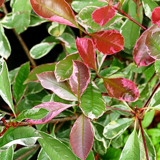 Panaschierte Glanzmispel 'Pink Marble' (Photinia fraseri)