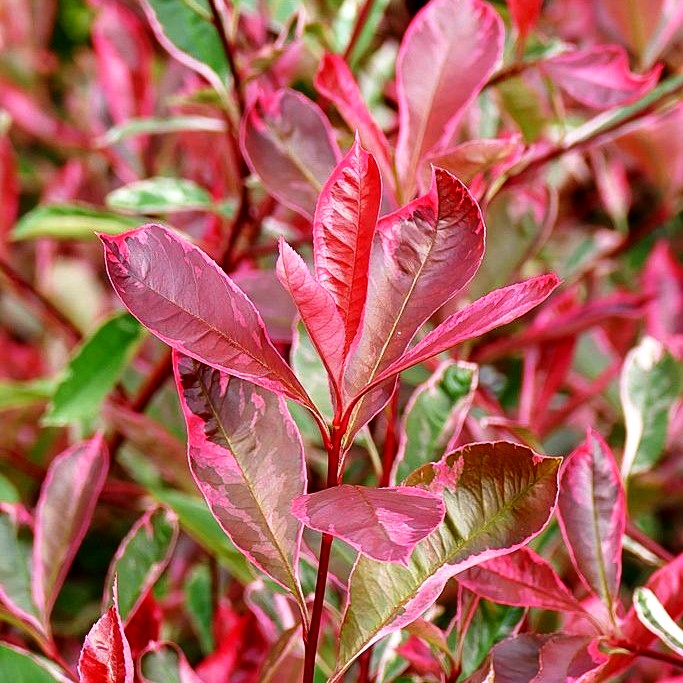 Panaschierte Glanzmispel 'Pink Marble' (Photinia fraseri)