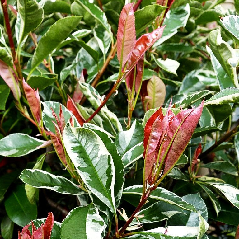 Panaschierte Glanzmispel 'Pink Marble' (Photinia fraseri)