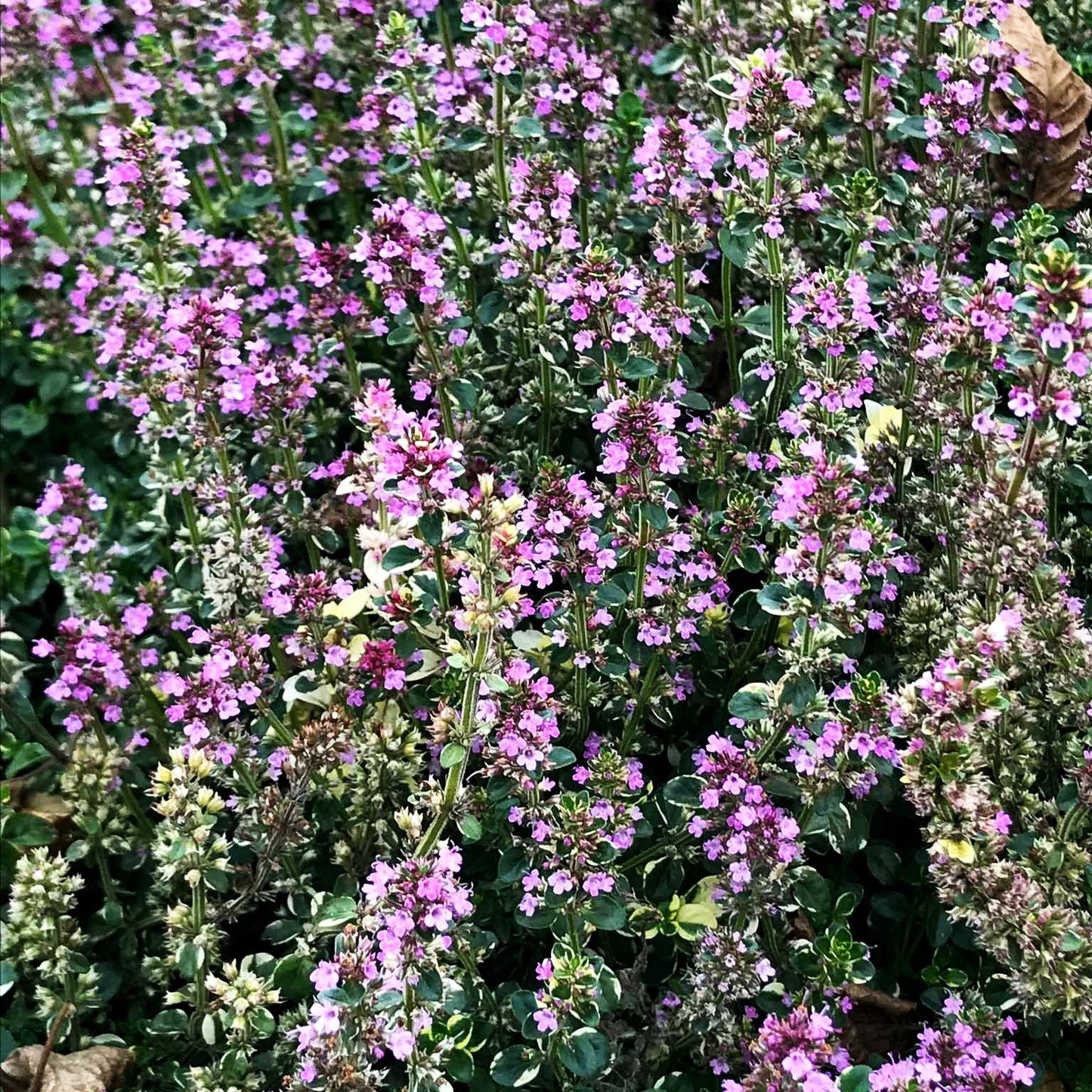 Panaschierter Feld-Thymian 'Foxley' (Thymus pulegioides)