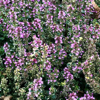 Panaschierter Feld-Thymian 'Foxley' (Thymus pulegioides)
