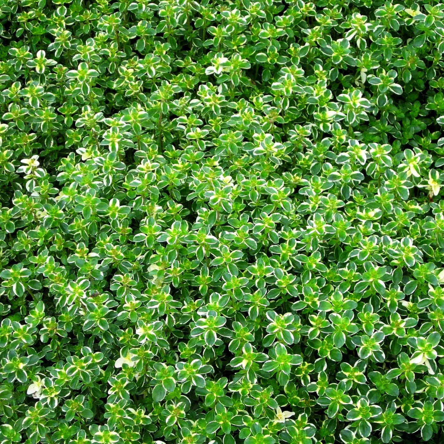 Panaschierter Feld-Thymian 'Foxley' (Thymus pulegioides)