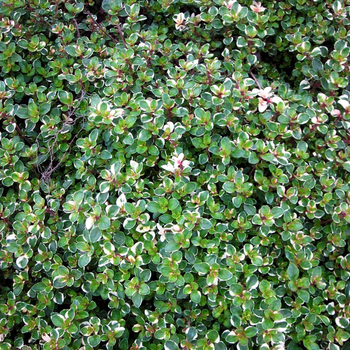 Panaschierter Feld-Thymian 'Foxley' (Thymus pulegioides)