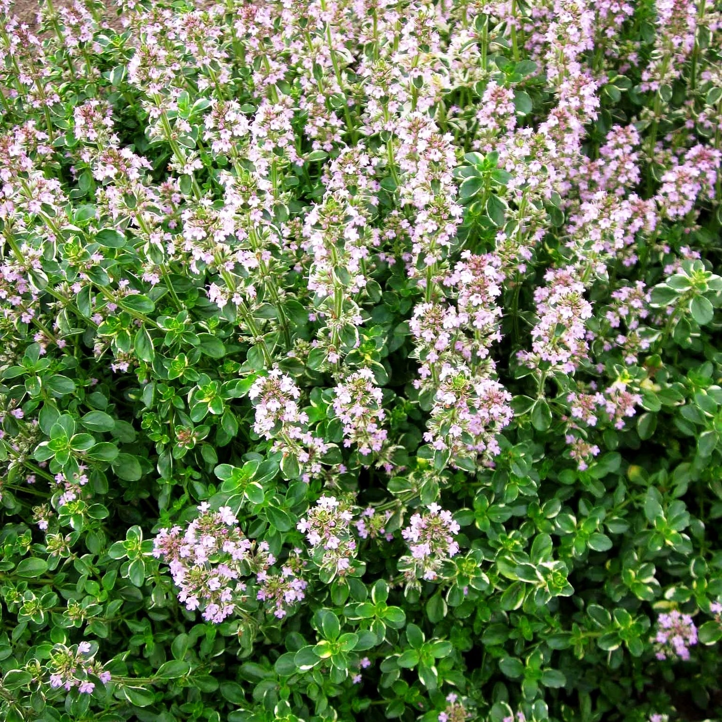 Panaschierter Feld-Thymian 'Foxley' (Thymus pulegioides)