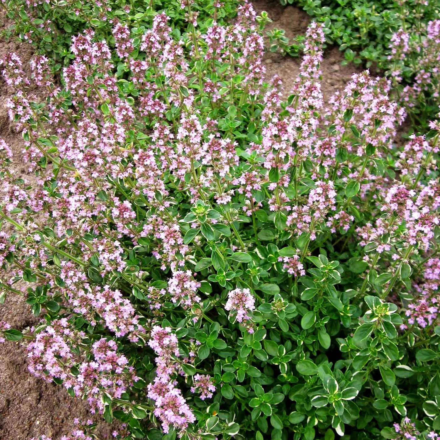 Panaschierter Feld-Thymian 'Foxley' (Thymus pulegioides)