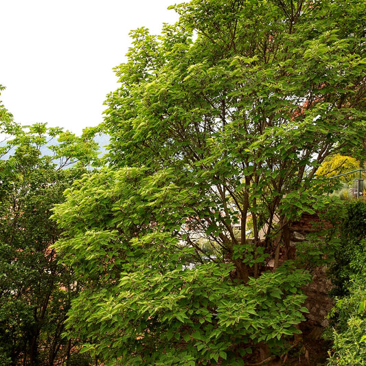Papiermaulbeerbaum (Broussonetia papyrifera)