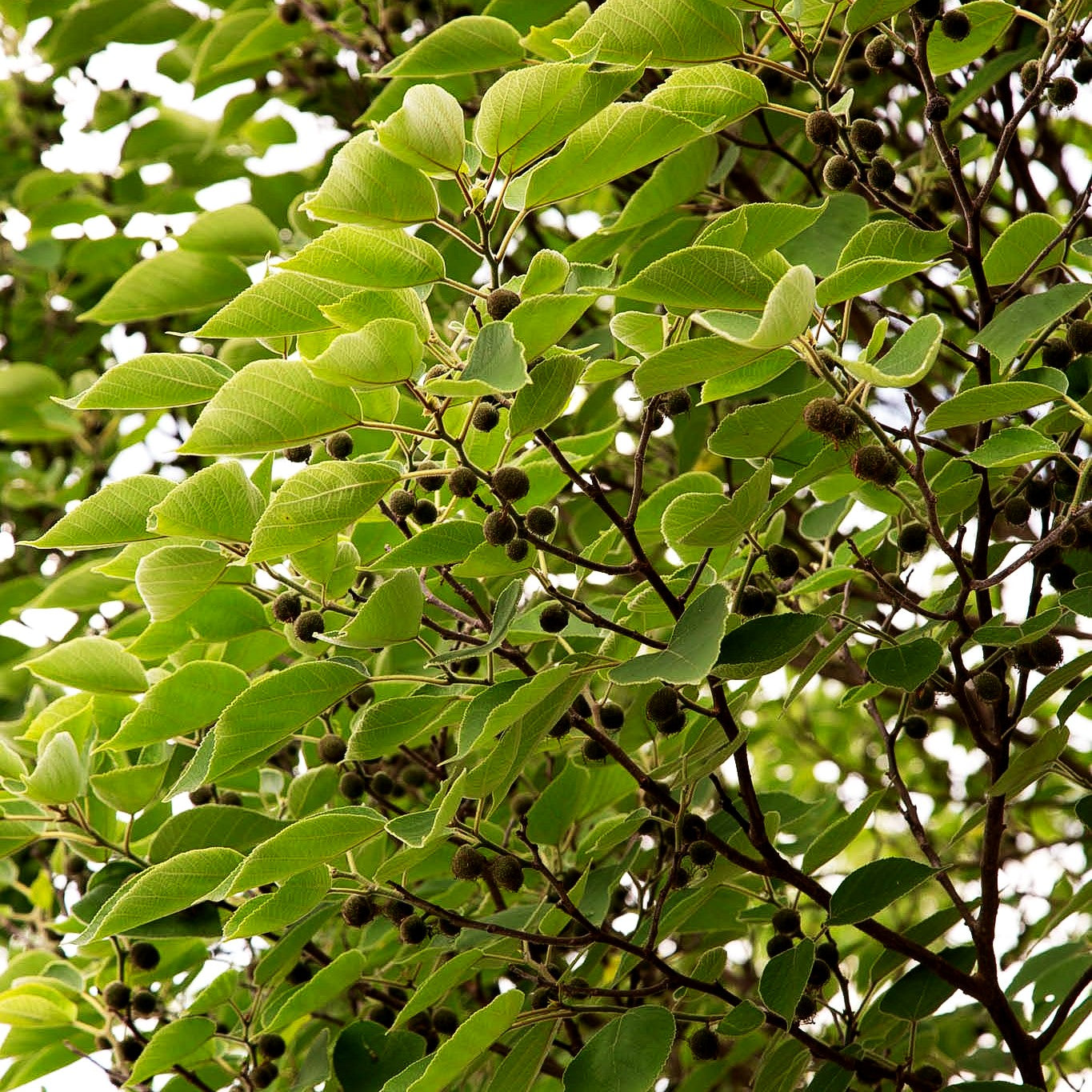Papiermaulbeerbaum (Broussonetia papyrifera)