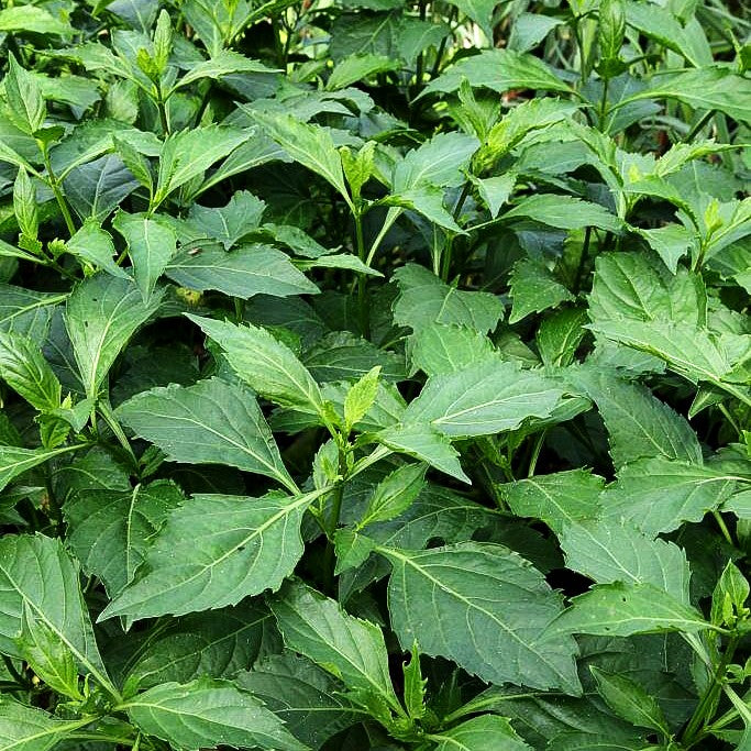 Paprika-Basilikum 'Green Pepper' (Ocimum selloi)
