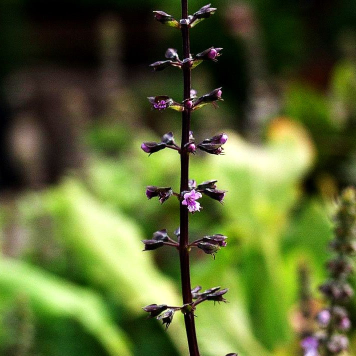 Paprika-Basilikum 'Green Pepper' (Ocimum selloi)