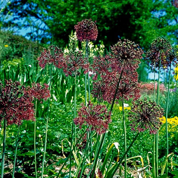 Paukenschläger-Lauch (Allium rosenbachianum)