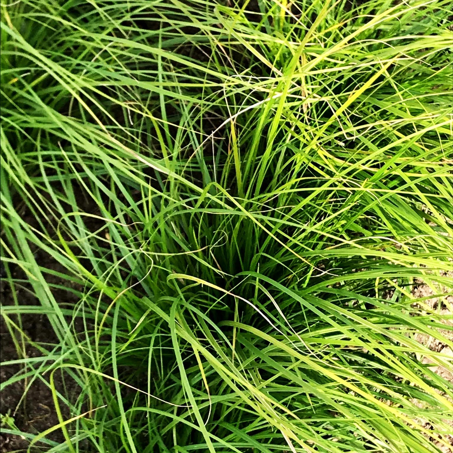 Pennsylvania-Segge (Carex pensylvanica)
