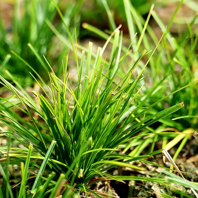 Pennsylvania-Segge (Carex pensylvanica)
