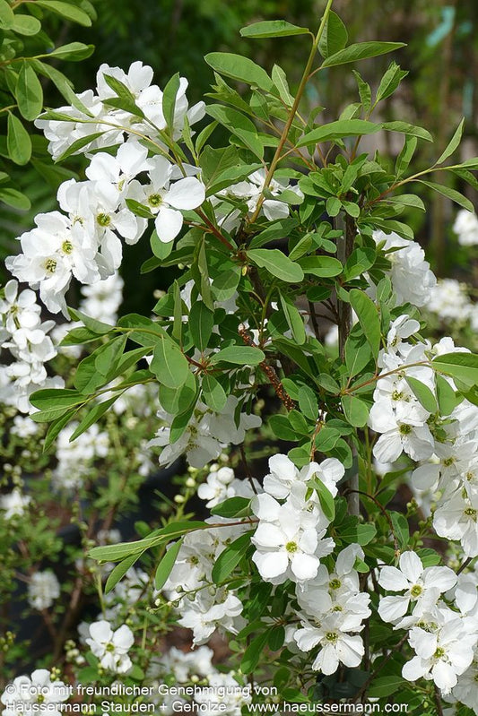Perlen-Radspiere 'The Bride' (Exochorda x macrantha)