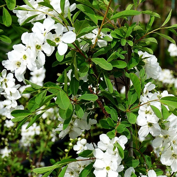 Perlen-Radspiere 'The Bride' (Exochorda x macrantha)