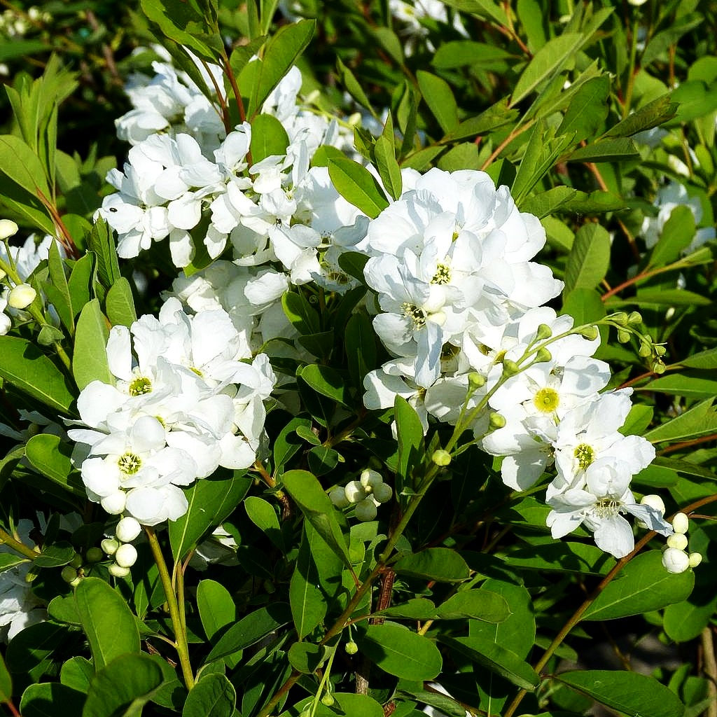 Perlen-Radspiere 'The Bride' (Exochorda x macrantha)