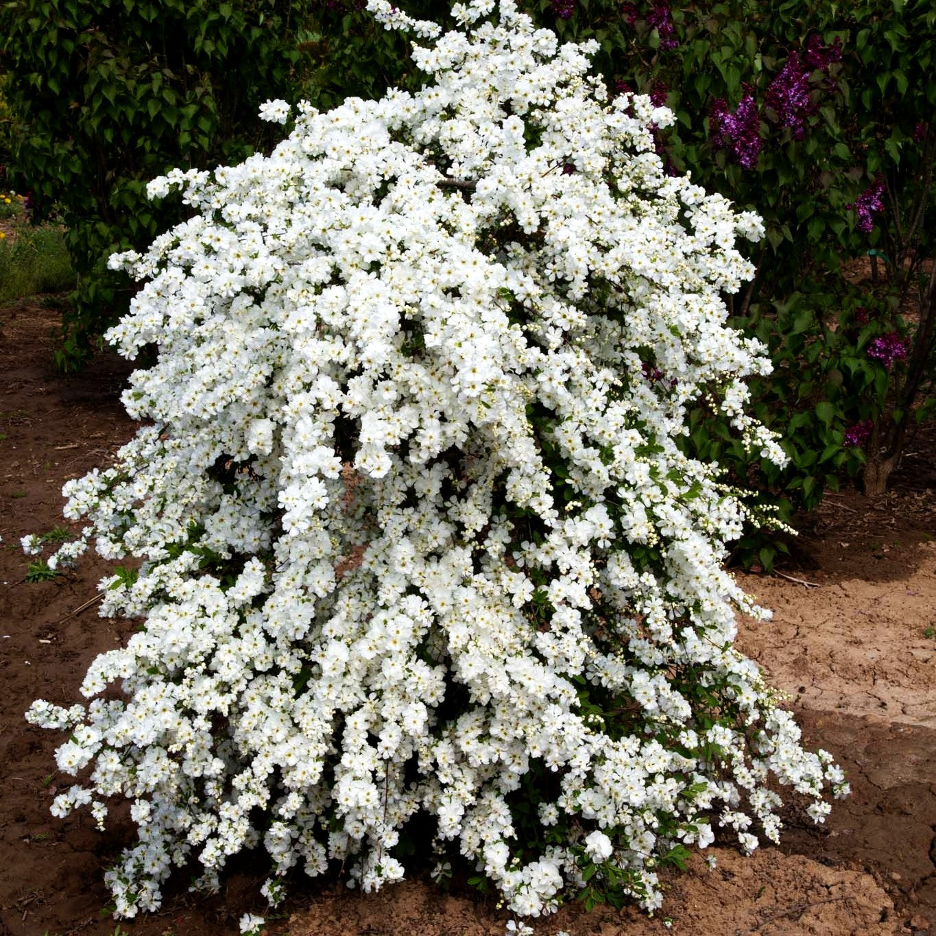 Perlen-Radspiere 'The Bride' (Exochorda x macrantha)