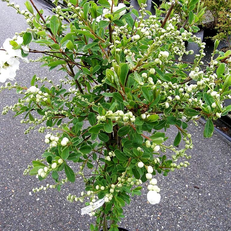 Perlen-Radspiere 'The Bride' (Exochorda x macrantha)