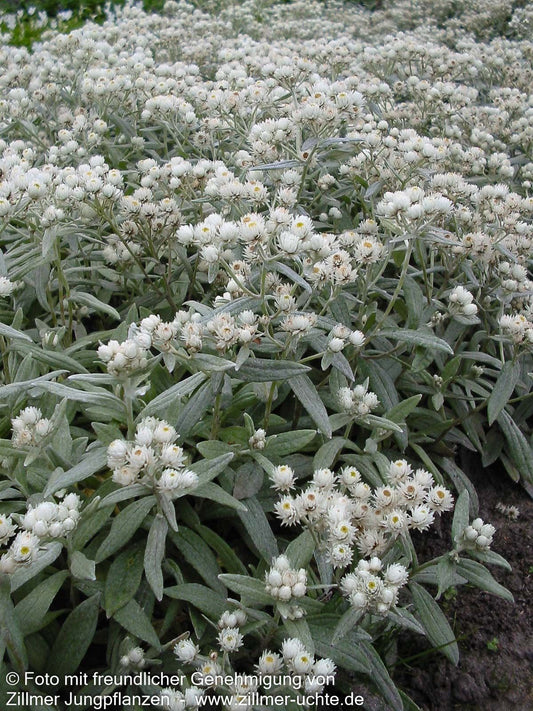 Perlkörbchen 'Silberregen' (Anaphalis triplinervis)