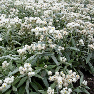 Perlkörbchen 'Silberregen' (Anaphalis triplinervis)