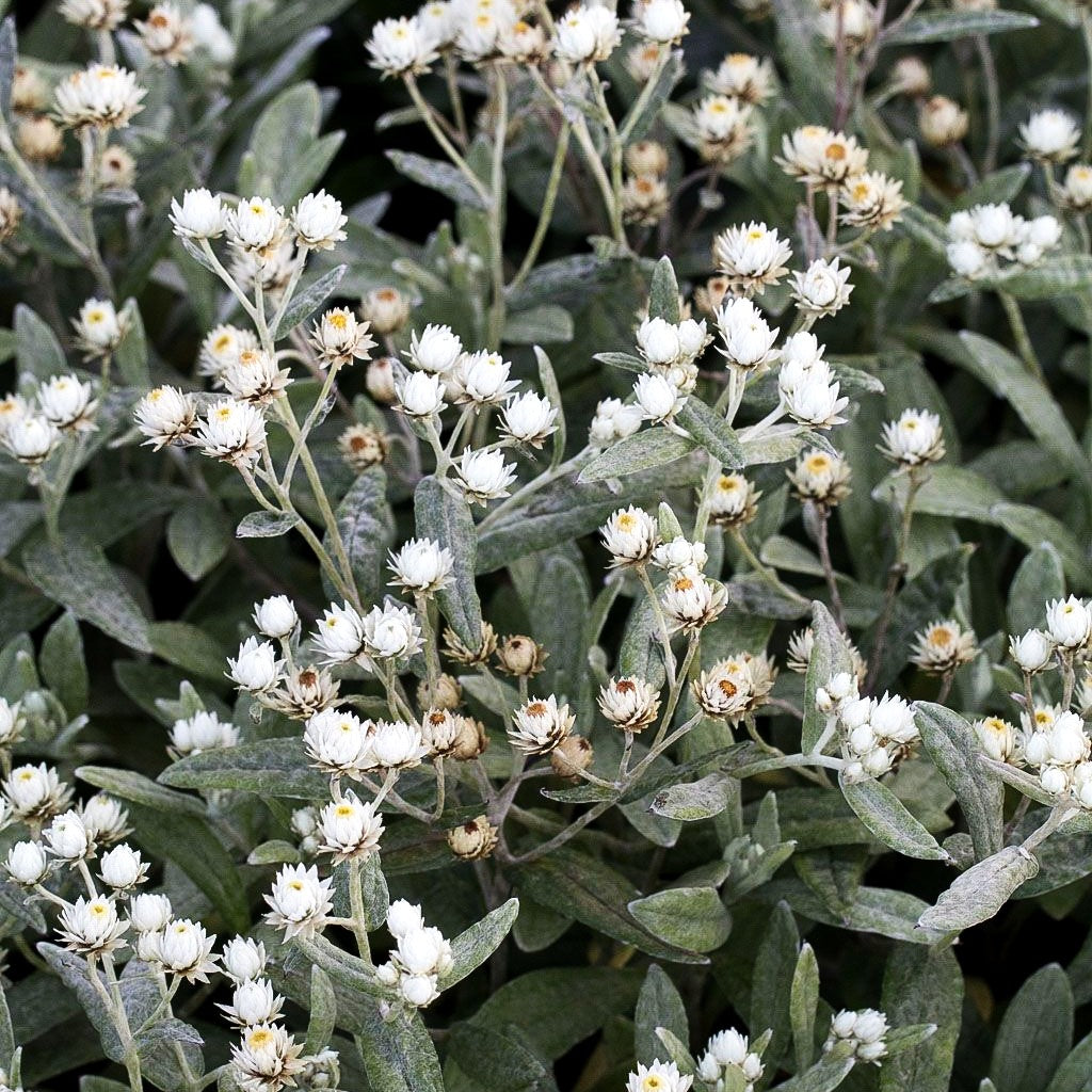 Perlkörbchen 'Silberregen' (Anaphalis triplinervis)