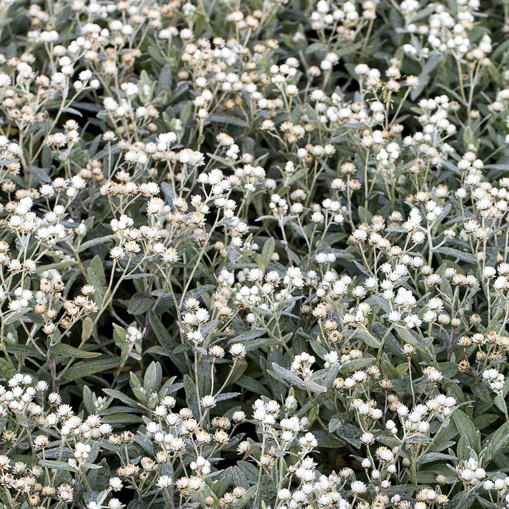 Perlkörbchen 'Silberregen' (Anaphalis triplinervis)