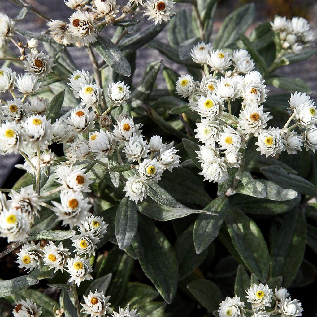 Perlkörbchen 'Silberregen' (Anaphalis triplinervis)