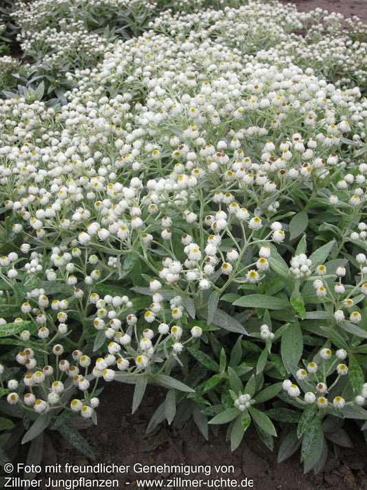 Perlkörbchen 'Sommerschnee' (Anaphalis triplinervis)