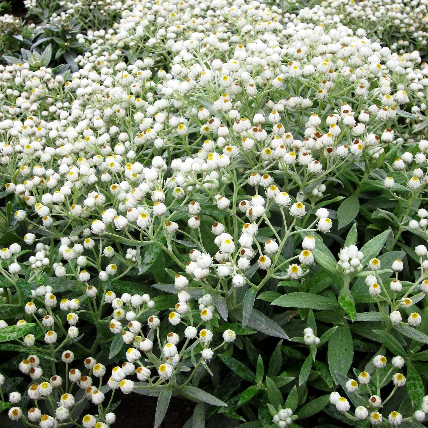 Perlkörbchen 'Sommerschnee' (Anaphalis triplinervis)