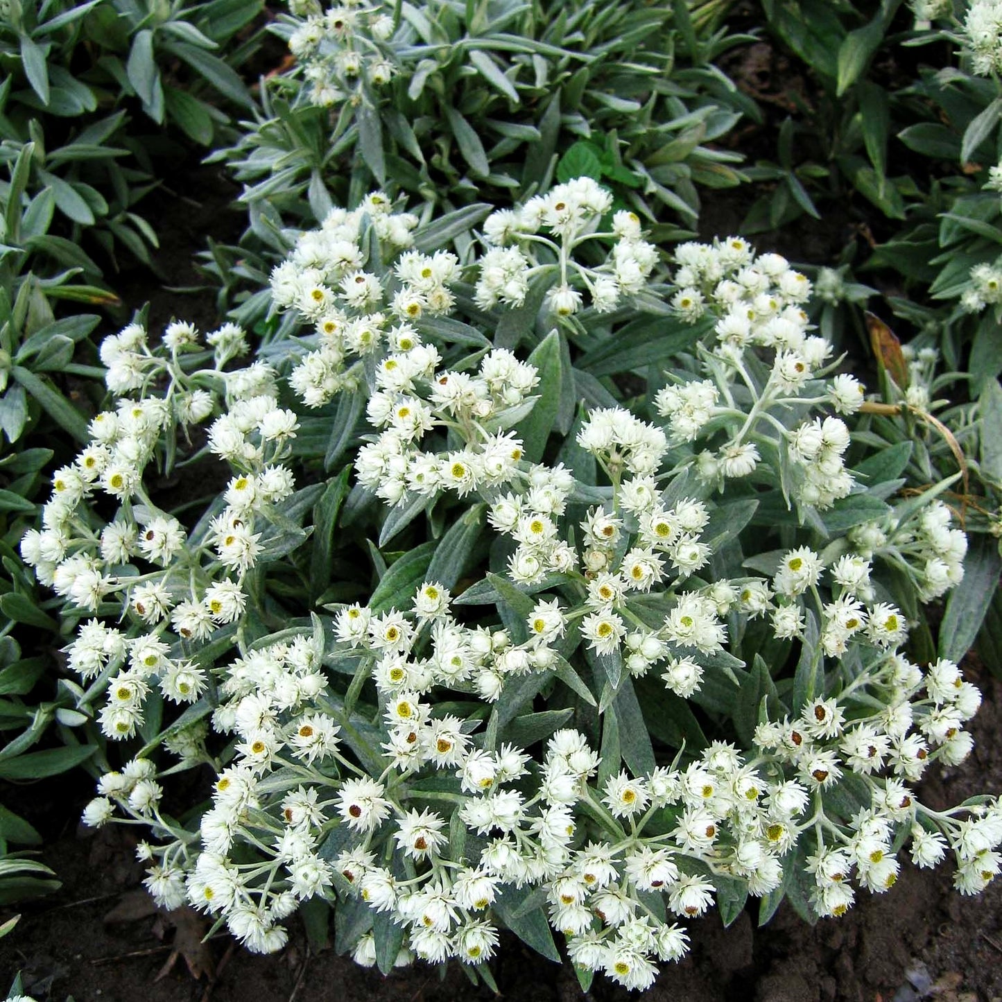 Perlkörbchen 'Sommerschnee' (Anaphalis triplinervis)