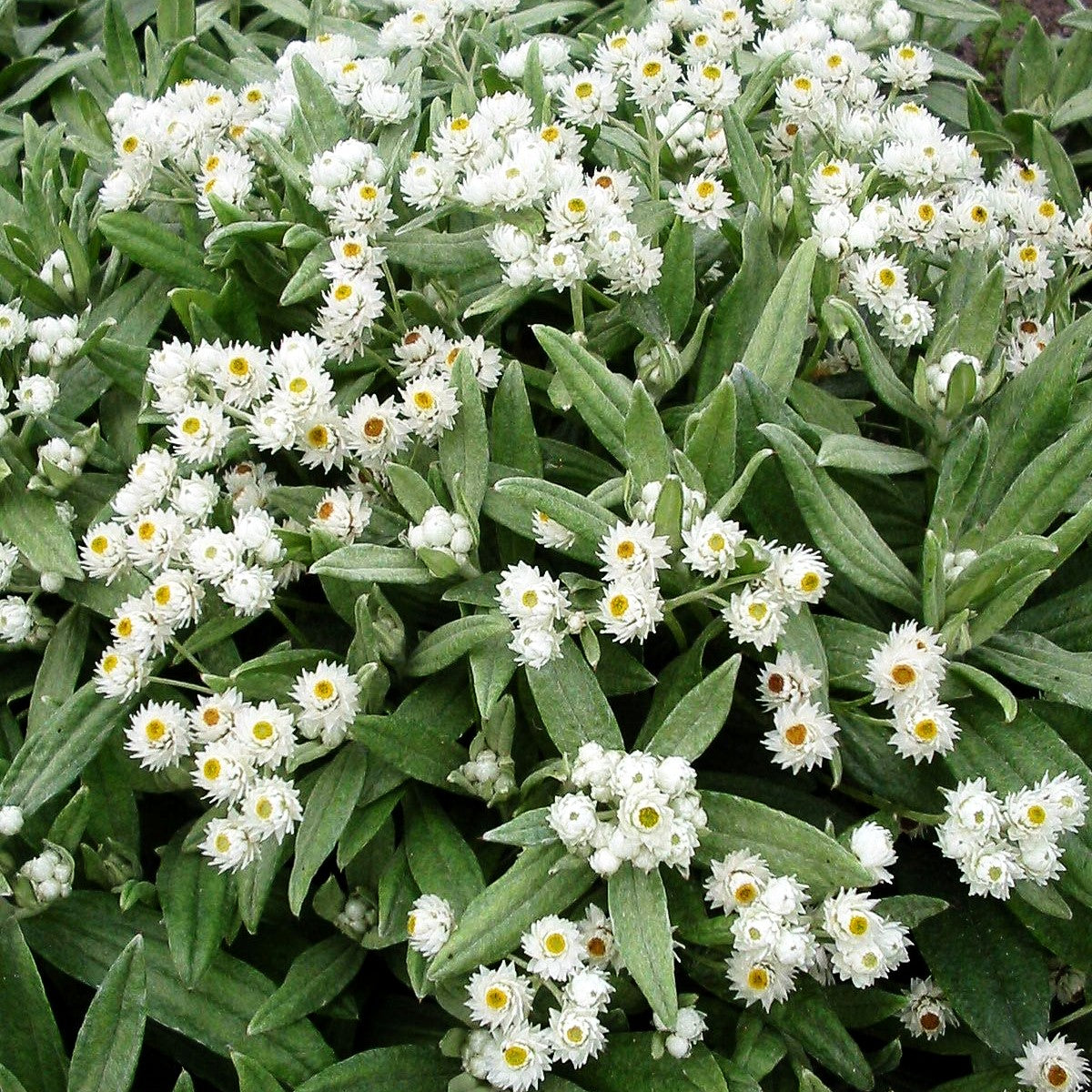 Perlkörbchen 'Sommerschnee' (Anaphalis triplinervis)