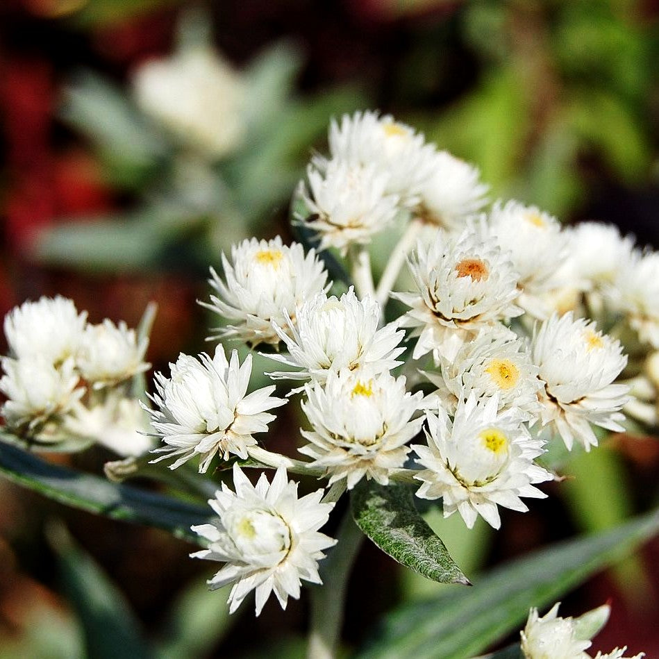 Perlkörbchen 'Sommerschnee' (Anaphalis triplinervis)