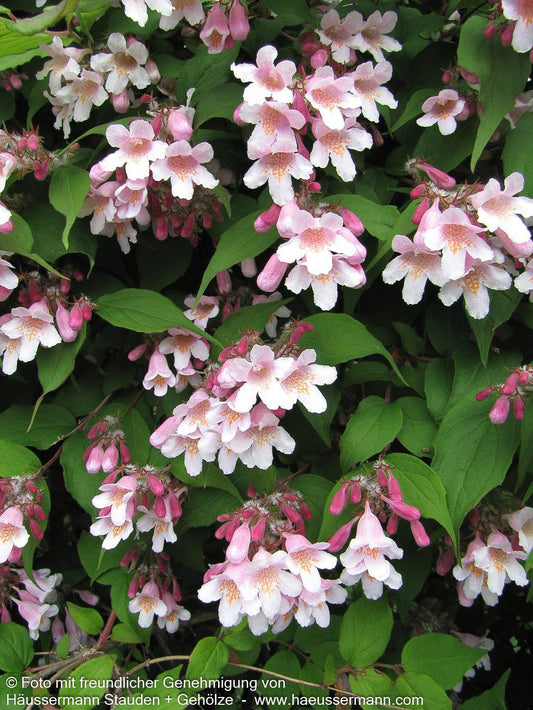 Perlmuttstrauch (Kolkwitzia amabilis)