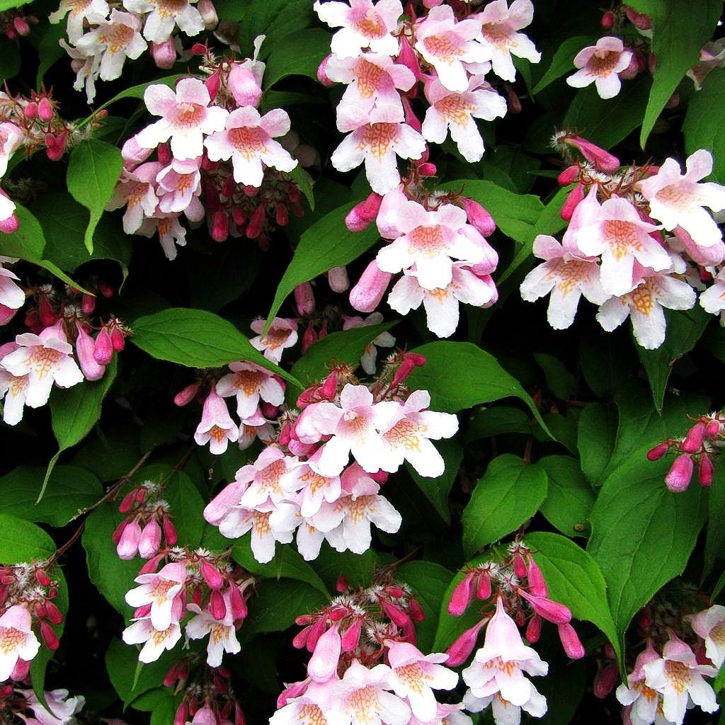Perlmuttstrauch (Kolkwitzia amabilis)