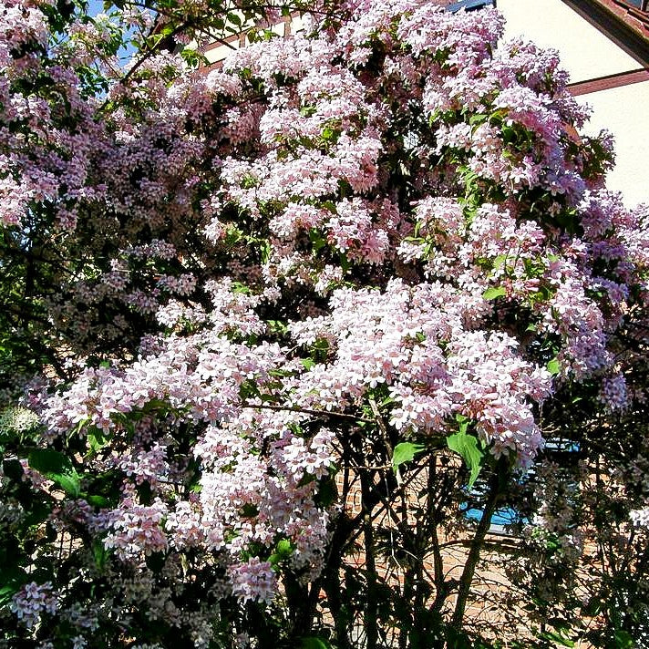 Perlmuttstrauch (Kolkwitzia amabilis)